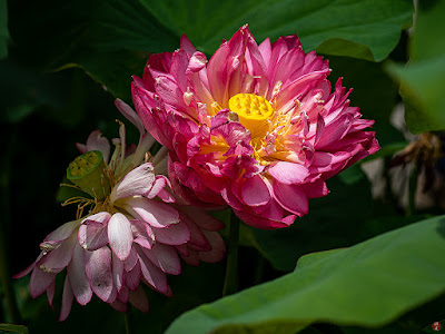 Sacred Lotus flowers: Ofuna Botanical Garden (Kamakura)