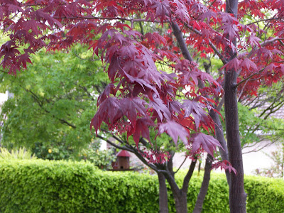 japanese maple tree meaning. japanese maple tree meaning.