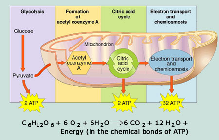 Metabolic pathways of cell respiration