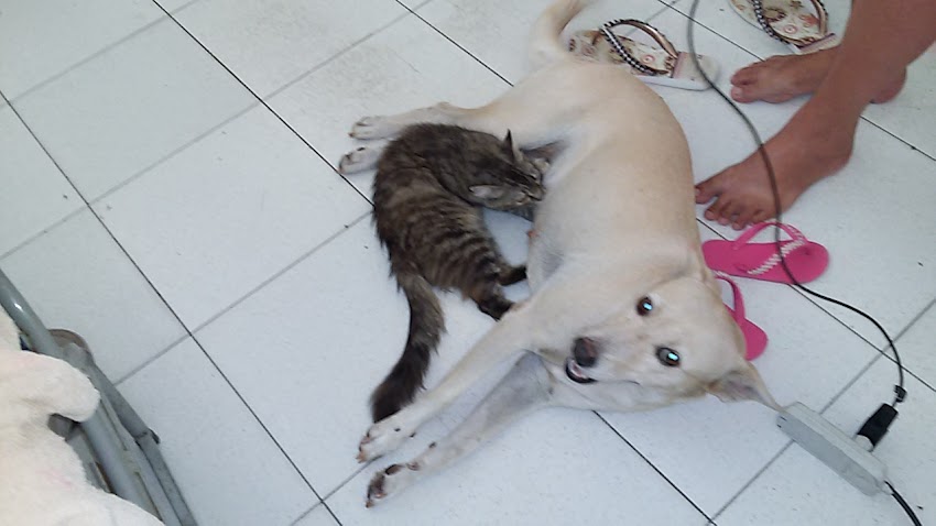 CÃO E GATO QUEBRA TABU DE INIMIZADE  E VIVE JUNTOS