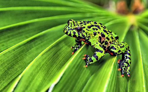 Una rana verde con manchas negras