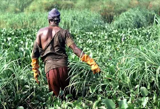 Fisherman clears Lake Victoria of water hyacinth near Junga, Uganda
