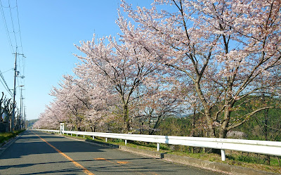 令和２年　南河内の桜　その１