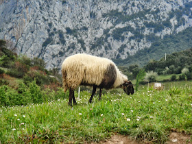 Oveja en Cantabria