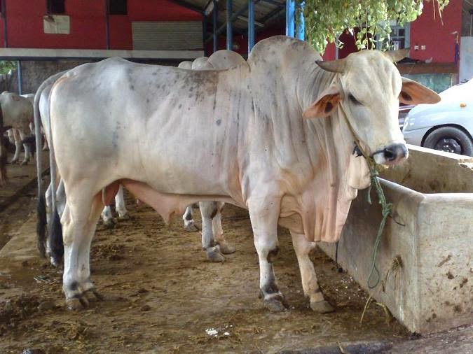 Gambar Sapi | Dunia Binatang