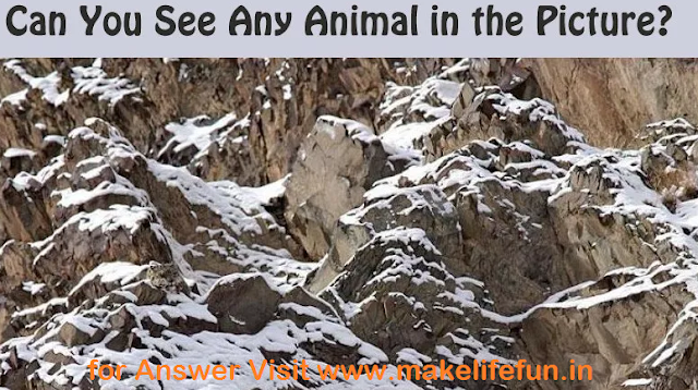 Can you see any animal in this picture ?