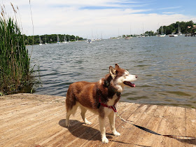 Icy at the water's edge on the beach at dog friendly Coindre Hall