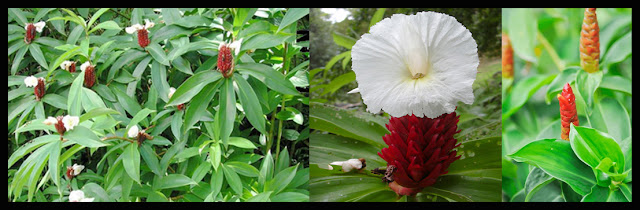 Ayurvedic Herbs Of Nepal, COSTUS SPECIOSUS , कुस्थ, Kusth