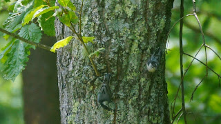 Two nuthatches
