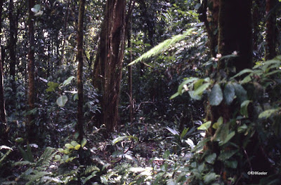 Atlantic rainforest, Costa Rica