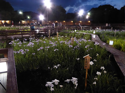 山田池公園・花しょうぶ園のライトアップ