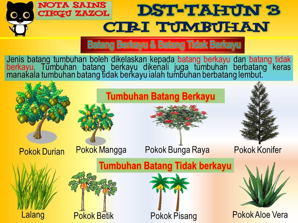 Nota Dunia Sains Tahun 3 Ciri-ciri Tumbuhan - Cikgu Zazol