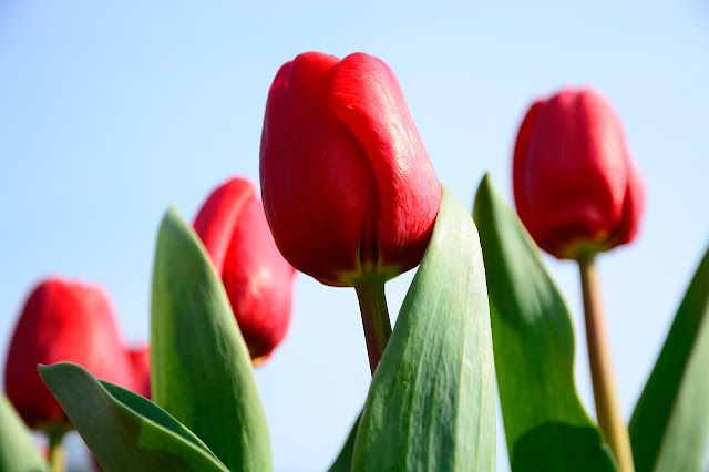 Bing Crosby | Triumph Tulips