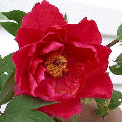 Пион 'Hoki' / Пион 'Хоки' (Paeonia 'Hoki', Paeonia 'Houki')