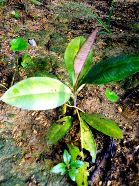 MPV LANDSKAP DAN NURSERI: TAMAN RAMUAN/TAMAN HERBA MARDI 