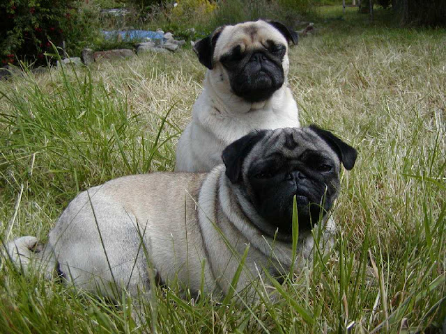 Pugs - Puglets