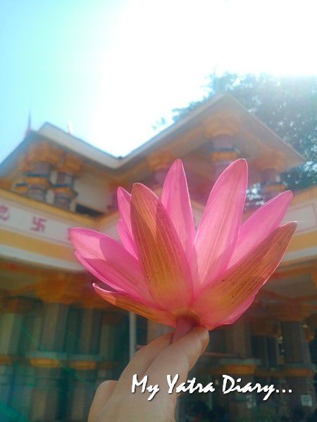 Lotus flower offered to Goddess Mahalakshmi Temple, Dahanu Maharashtra