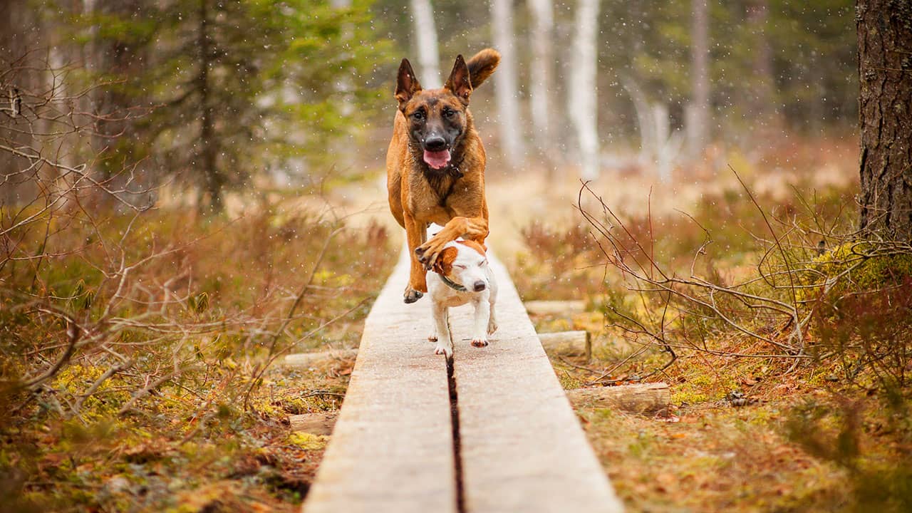 Berger malinois