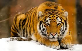 Foto Harimau Siberia