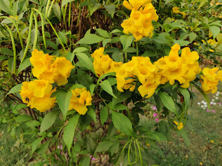 Yellow Elder plant