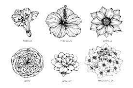 Tahapan Awal dalam Menggambar dengan Objek Flora