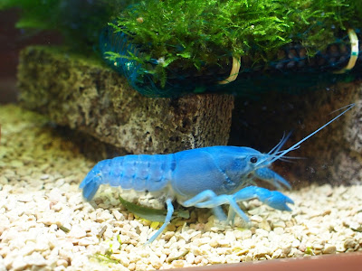 ザリガニ 飼育 臭い 143575-ザリガニ 飼育 臭い