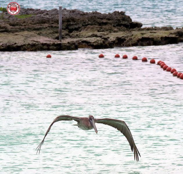 Pelícano en Isla Contoy, México