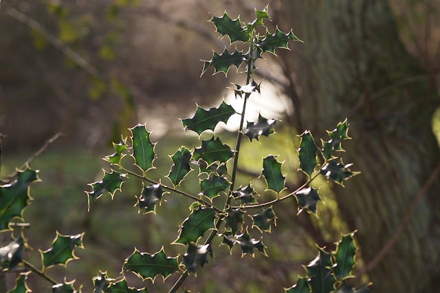 Lovely Holly bush