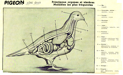 Anatomie pigeon