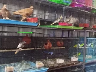 where to buy a cockatiel
