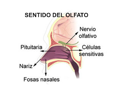 http://www.eltanquematematico.es/lossentidos/olfato/olfato_p.html