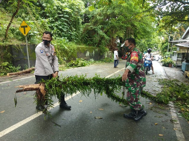 Meski Sempat Halangi Pengguna Jalan, Pohon Tumbang di Gunung Malang Sudah Selesai Dibersihkan Petugas Gabungan