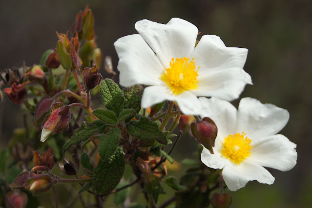 Cistus salviifolius