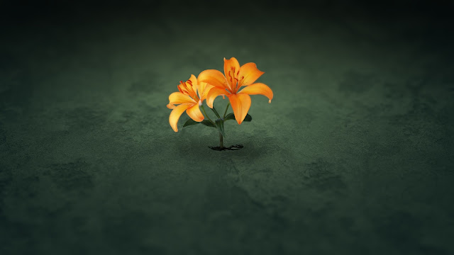 Single Flower HD Wallpaper