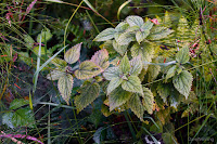 Stinging Nettle Near the End of its Life