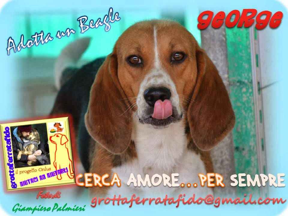  Adotta Un Beagle