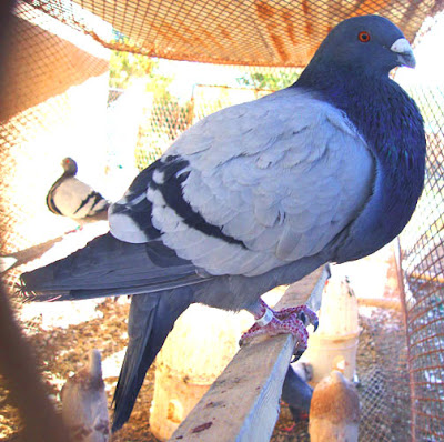 Jiennense Pouter Pigeon