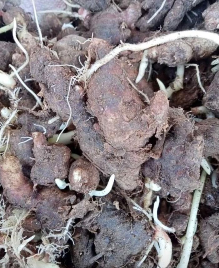 1 kg bibit jahe merah benih jahe merah bibit jahe jawa jahe merah tua bertunas original Jawa Timur