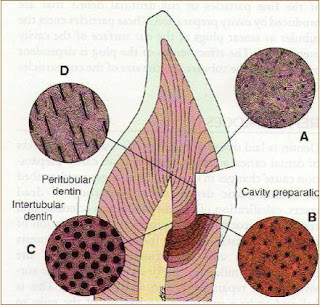 mantle dentin, circumpulpal dentin, dentinal tubules