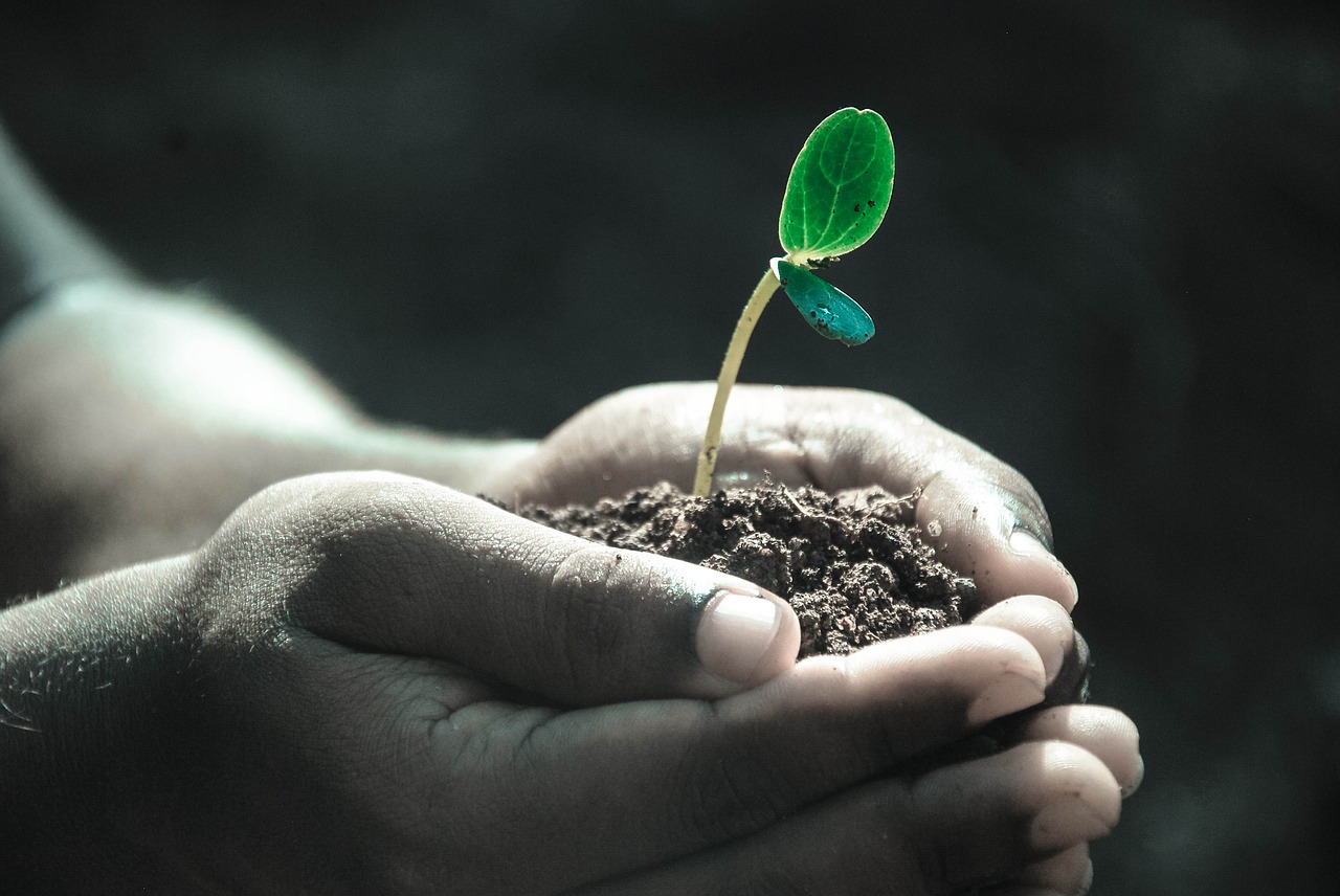 Plant in hand with soil