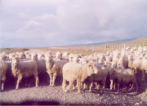 Ovejas en el Sur Chileno