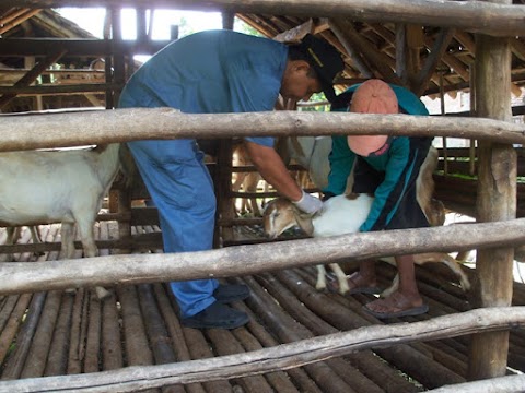 Pengobatan Massal Ternak di Pemalang