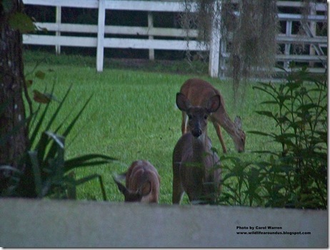 deer 024cs