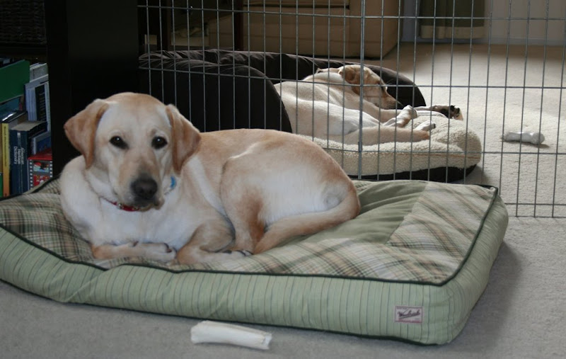 metal gate going all the way across the room, with Poppy sleeping on one of Cabana's beds on one side, Cabana sleeping on another bed on the other side