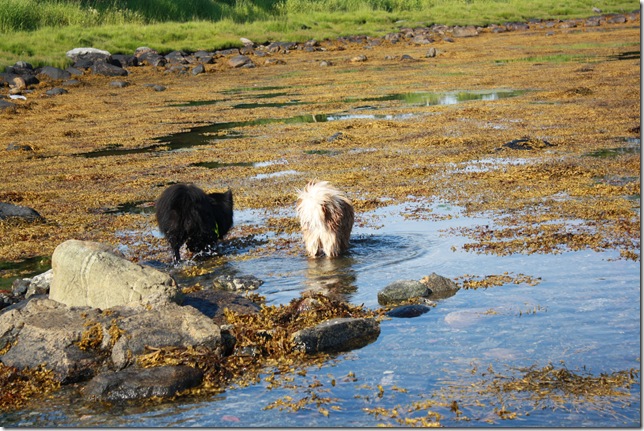 lapphunder på dyreklubben 005