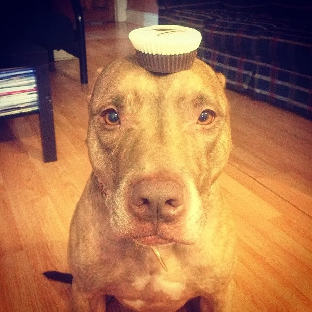 Scout the pit bull balances stuff on his head (30 pics), stuff on Scout's head, cake on scout's head