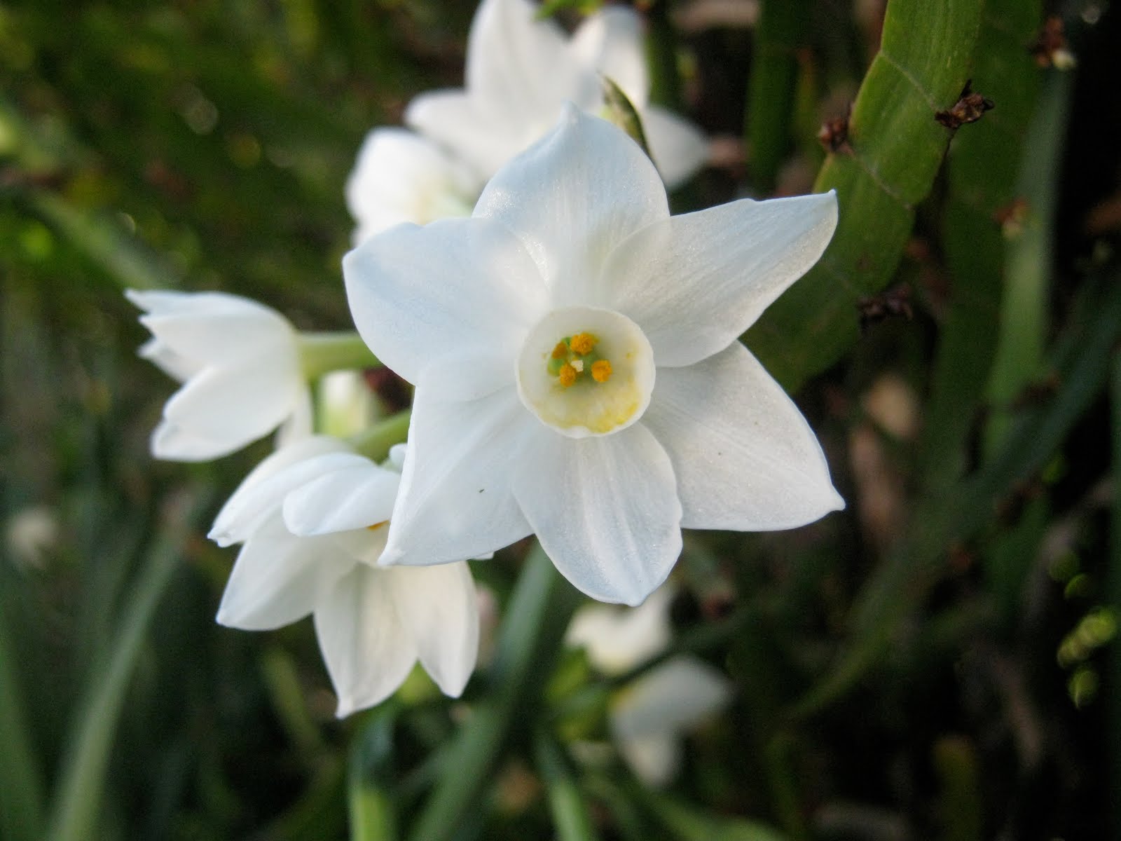 jonquil flower