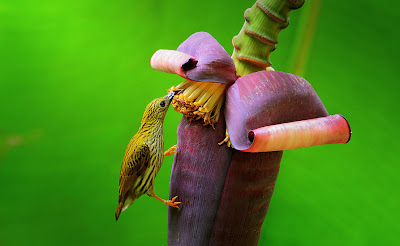 Fotografías de aves exóticas by Sasi Smit (pajarillos de colores)