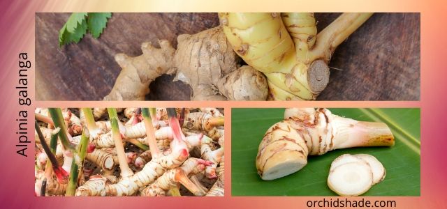 Alpinia galanga-Blue Ginger plant-Medicinal-value