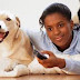5 tips on taking care of a dog